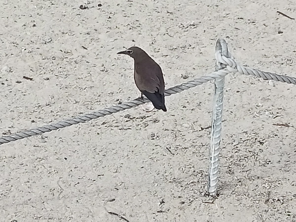 Brown Noddy - ML620630307