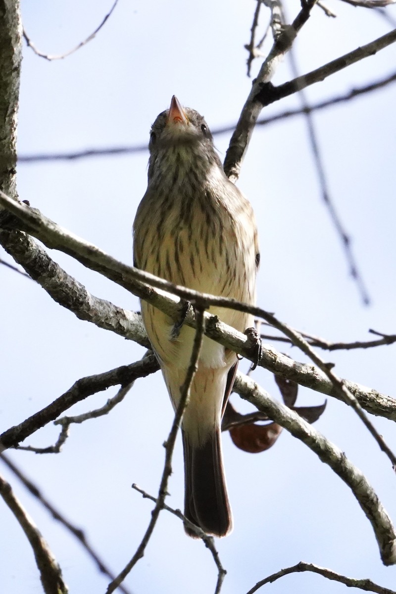 Schlichtmantel-Dickkopf - ML620630309