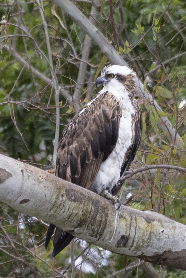 Osprey - ML620630311