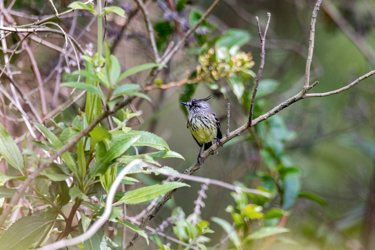 guløyemeisetyrann - ML620630312