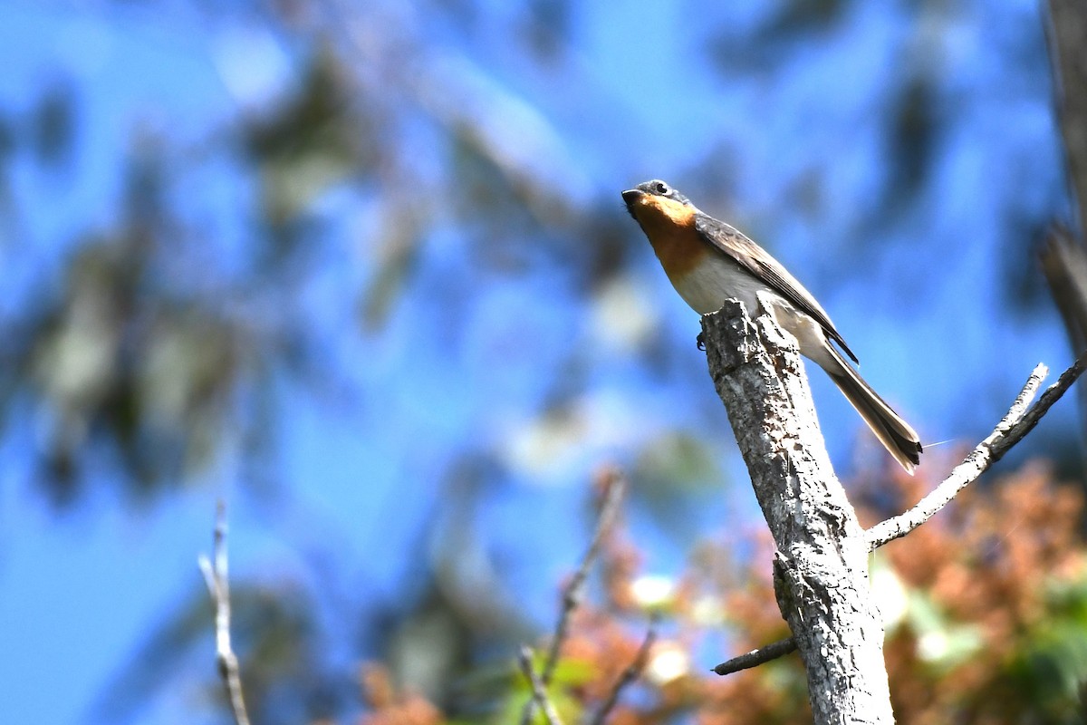 Leaden Flycatcher - Trevor Ross