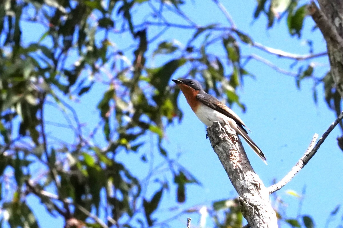 Leaden Flycatcher - ML620630314