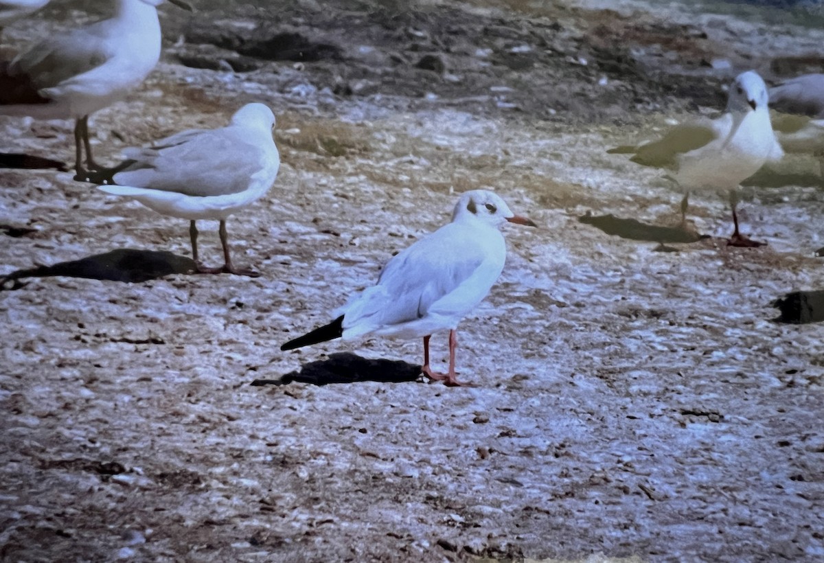 Gaviota Reidora - ML620630315