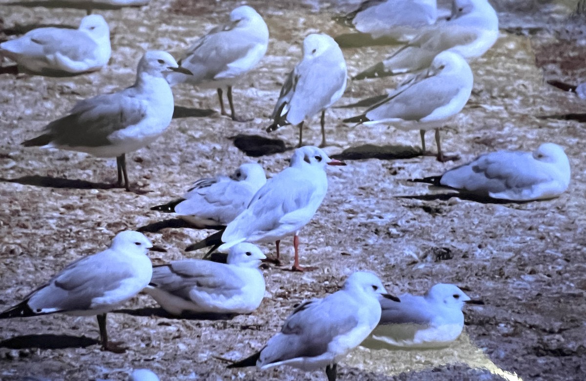 Gaviota Reidora - ML620630316