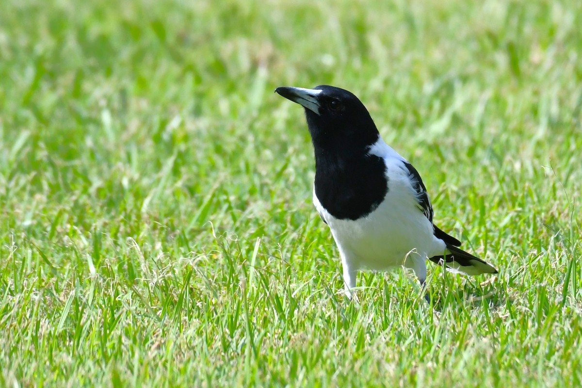 Pied Butcherbird - ML620630318