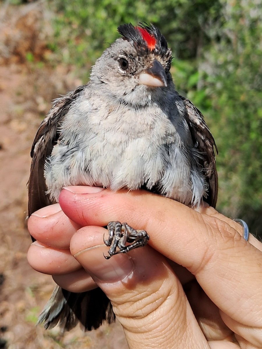 Taçlı Gri İspinoz - ML620630319