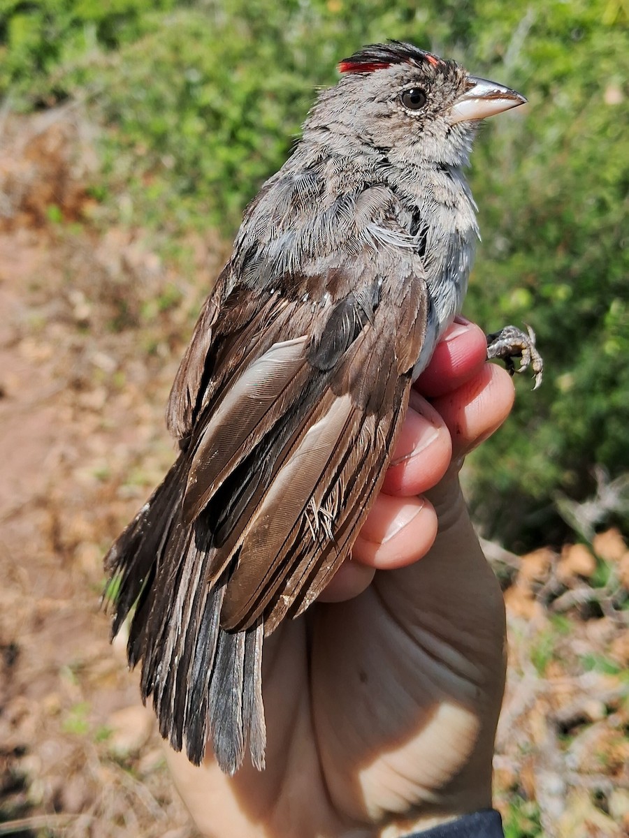 Pileated Finch - ML620630320