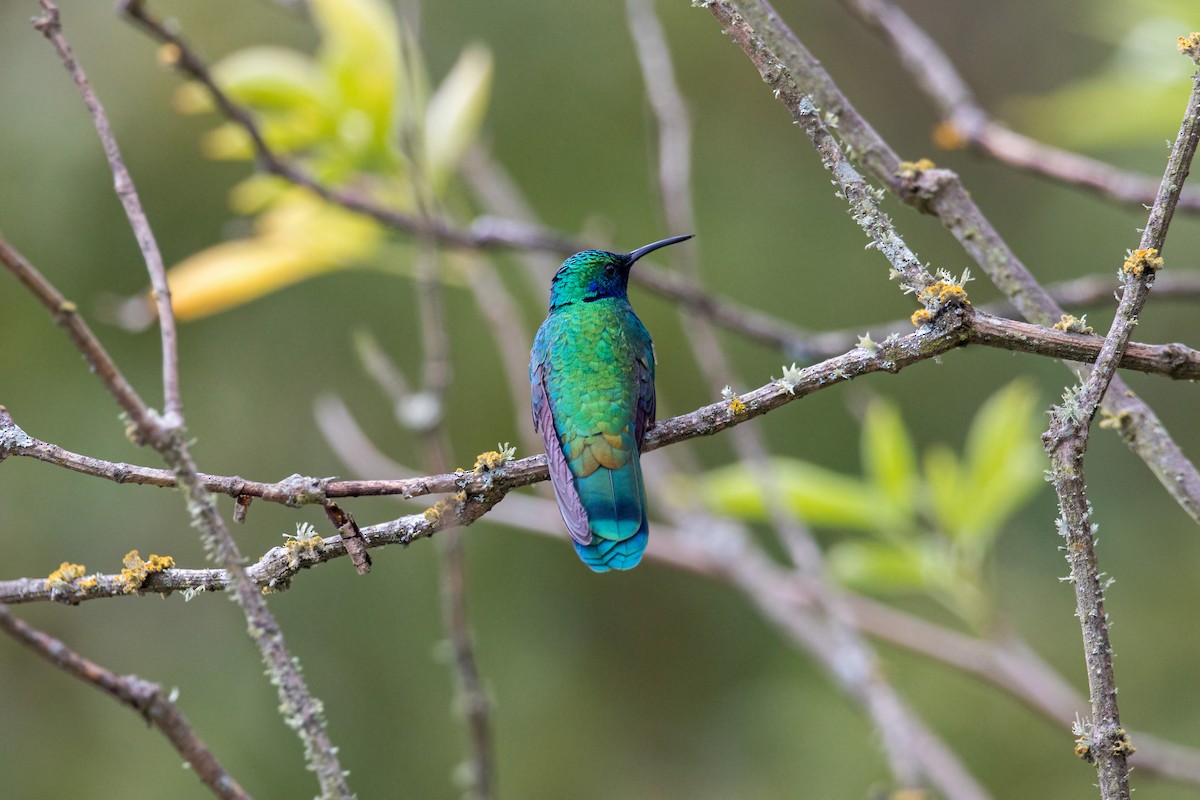 fiolørekolibri - ML620630321