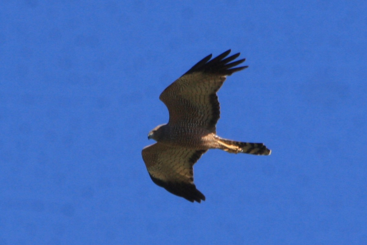 Spotted Harrier - ML620630322