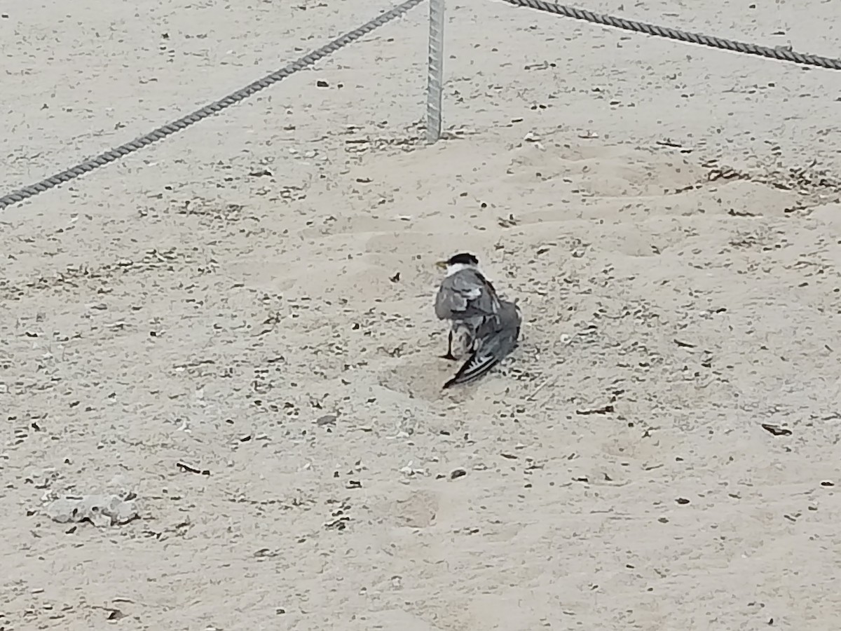 Great Crested Tern - ML620630324