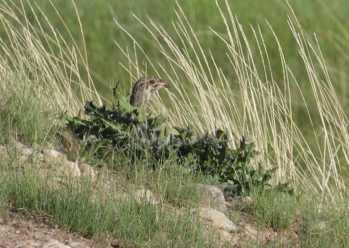 Greater Sage-Grouse - ML620630325