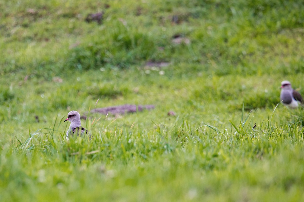 Andean Lapwing - ML620630327