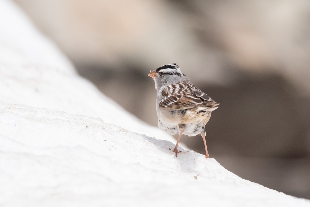 White-crowned Sparrow (oriantha) - ML620630330