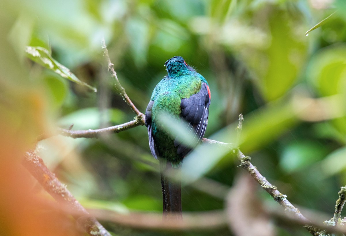 Masked Trogon - ML620630332