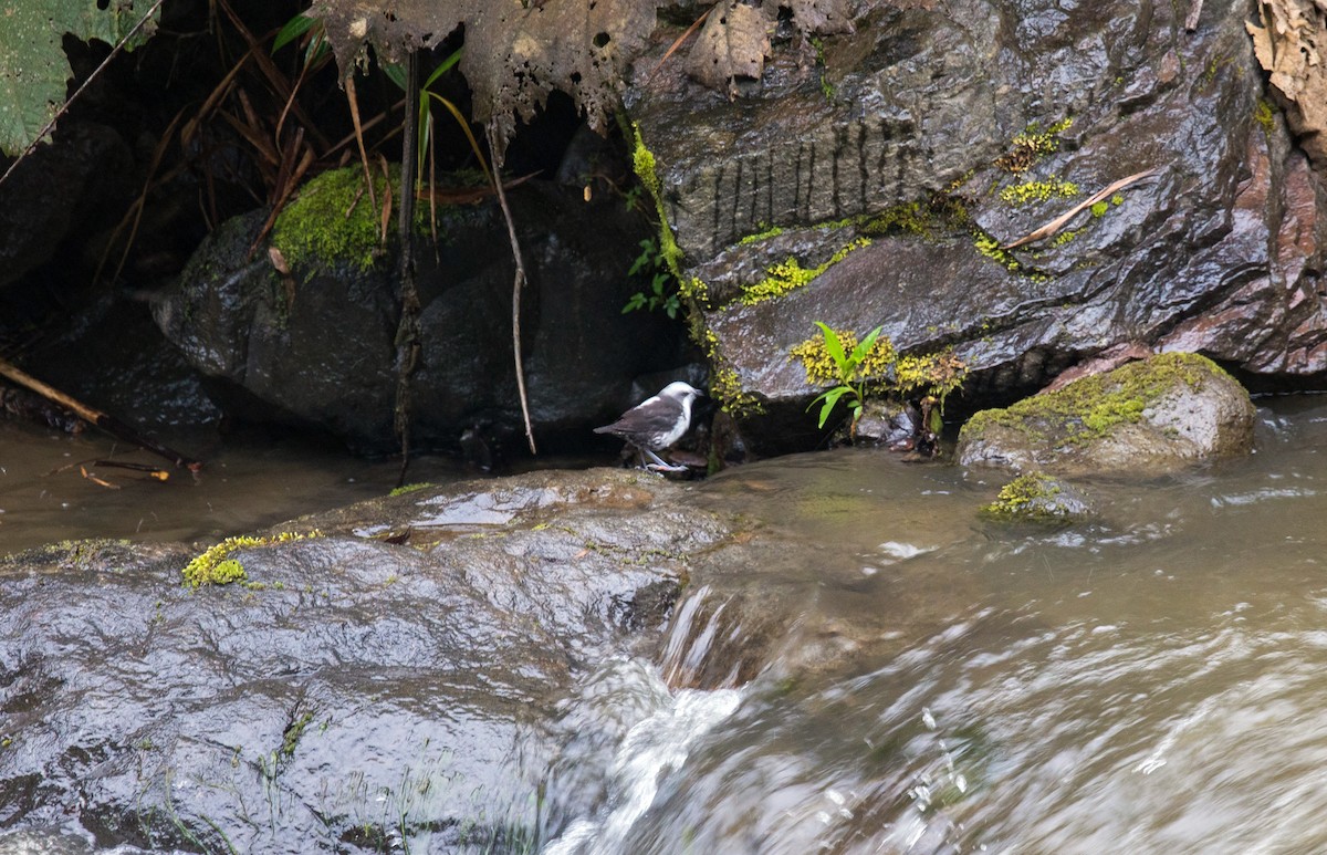 White-capped Dipper - ML620630336