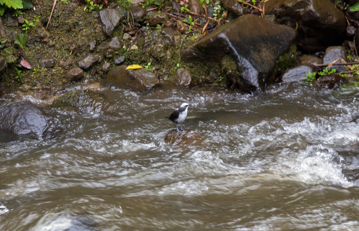 White-capped Dipper - ML620630337