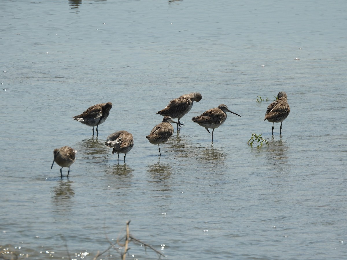 Short-billed Dowitcher - Tracee Fugate