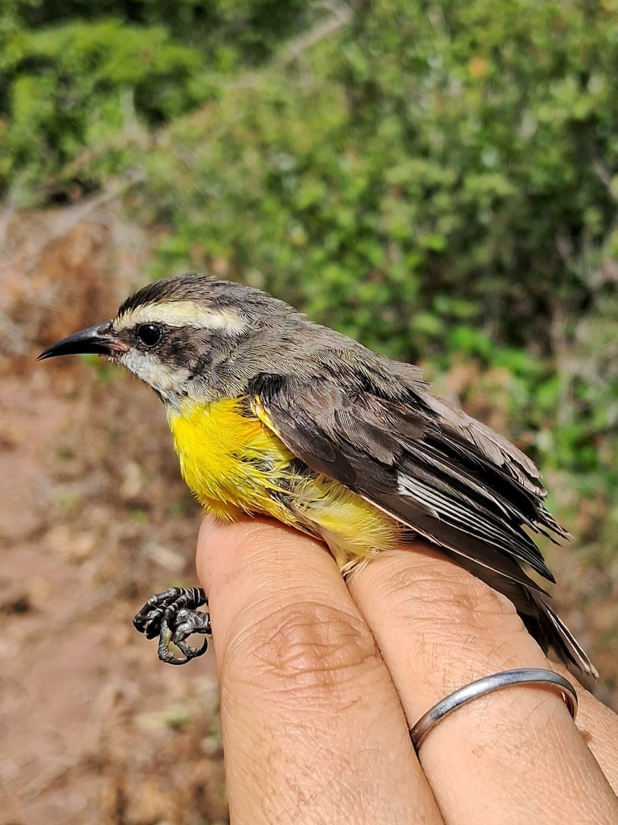 Sucrier à ventre jaune - ML620630339