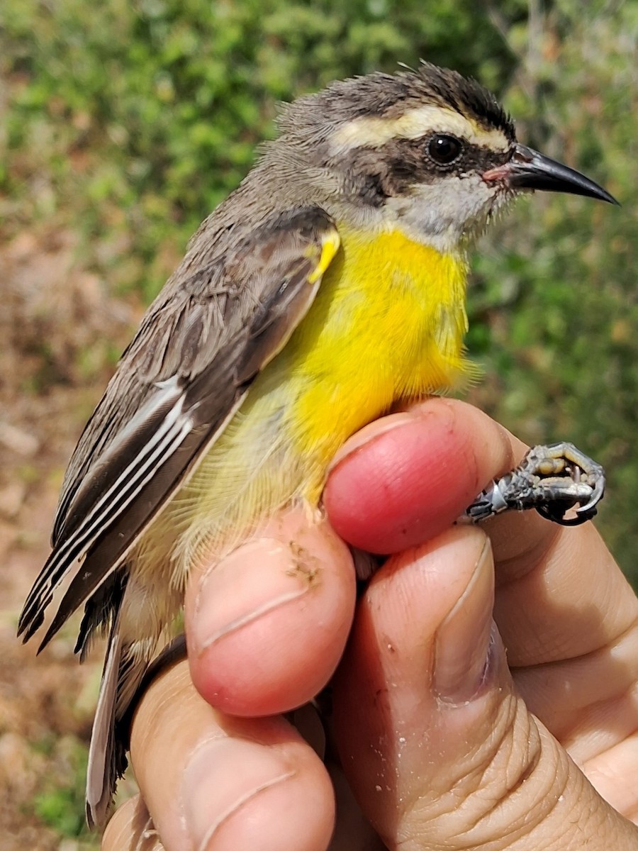 Sucrier à ventre jaune - ML620630340