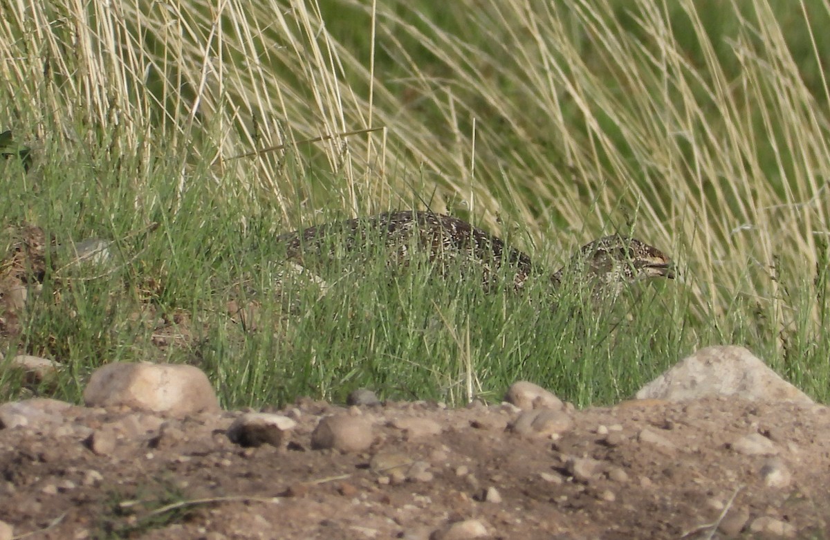 Greater Sage-Grouse - ML620630343