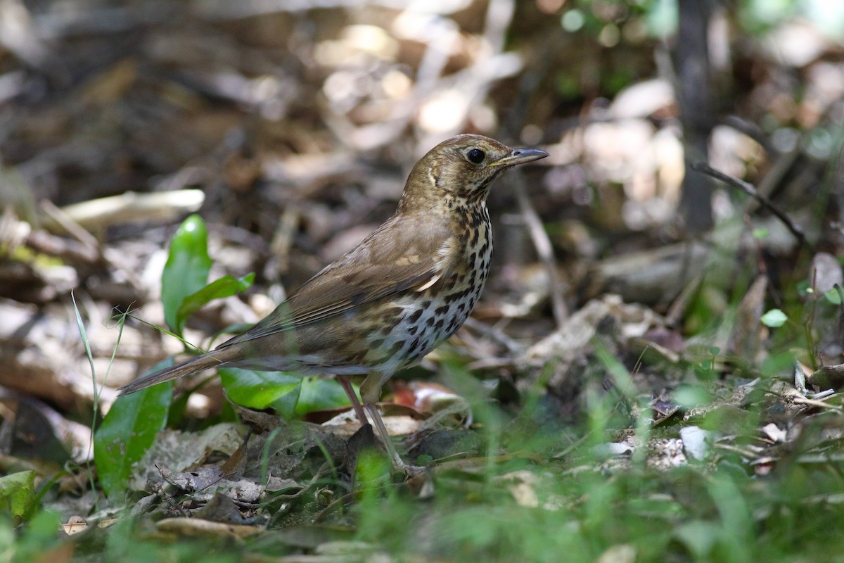 Song Thrush - ML620630345