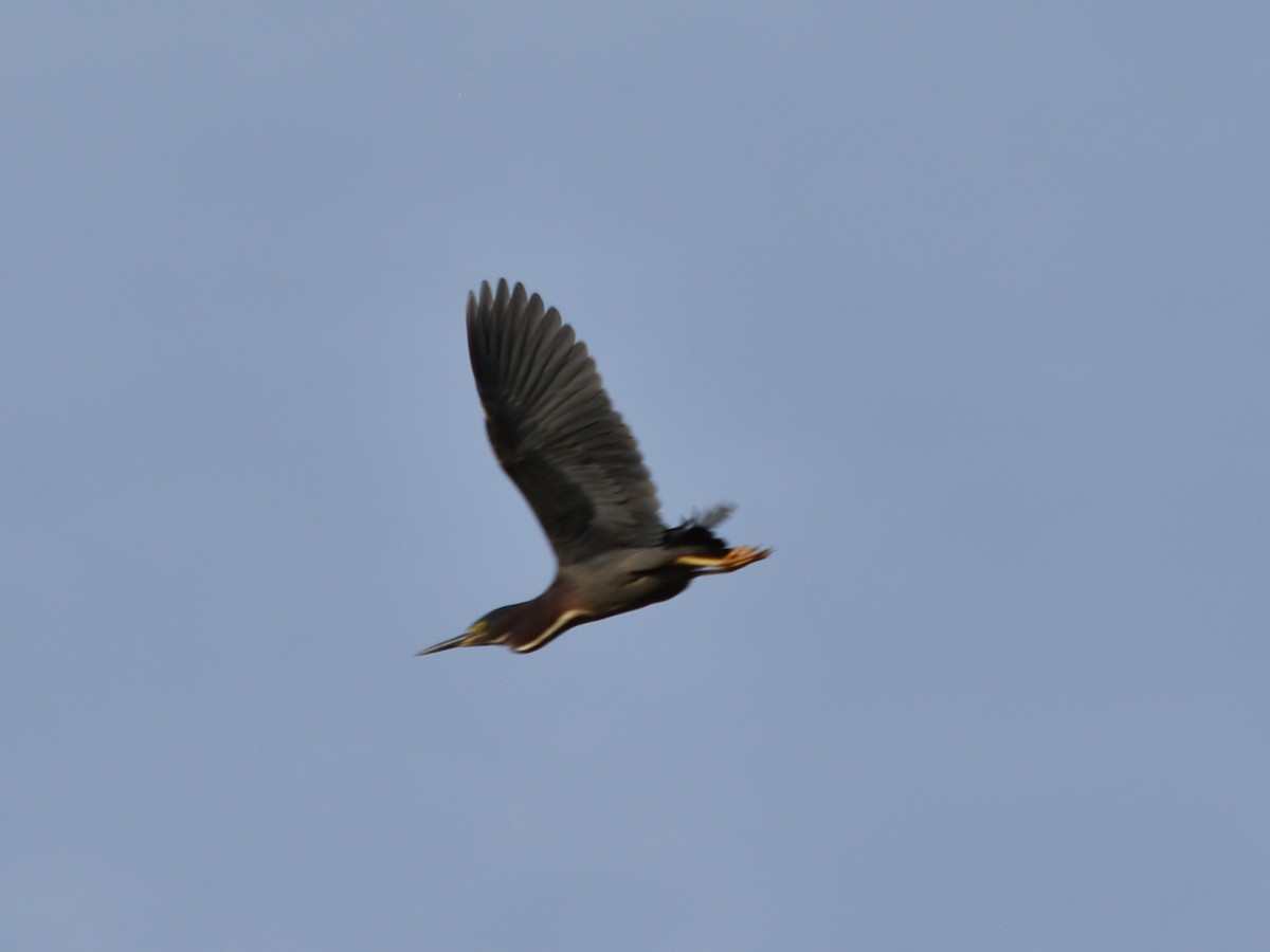 Green Heron - ML620630347