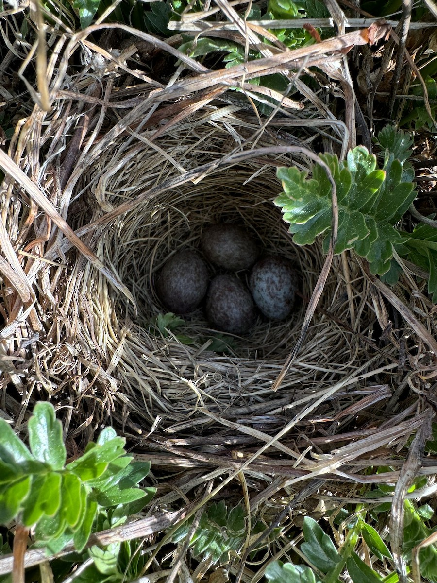 White-crowned Sparrow (oriantha) - ML620630350