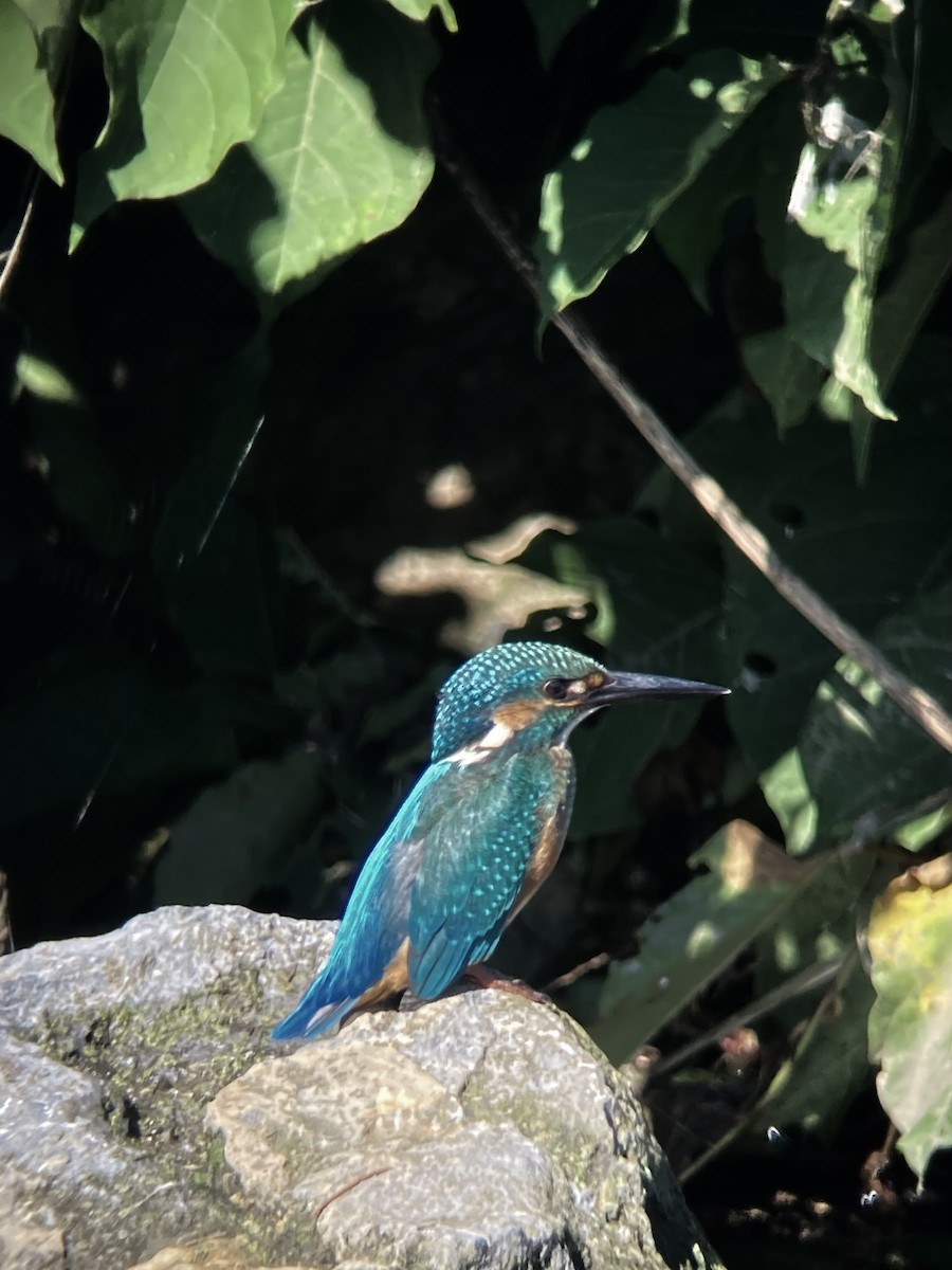 Common Kingfisher - ML620630352