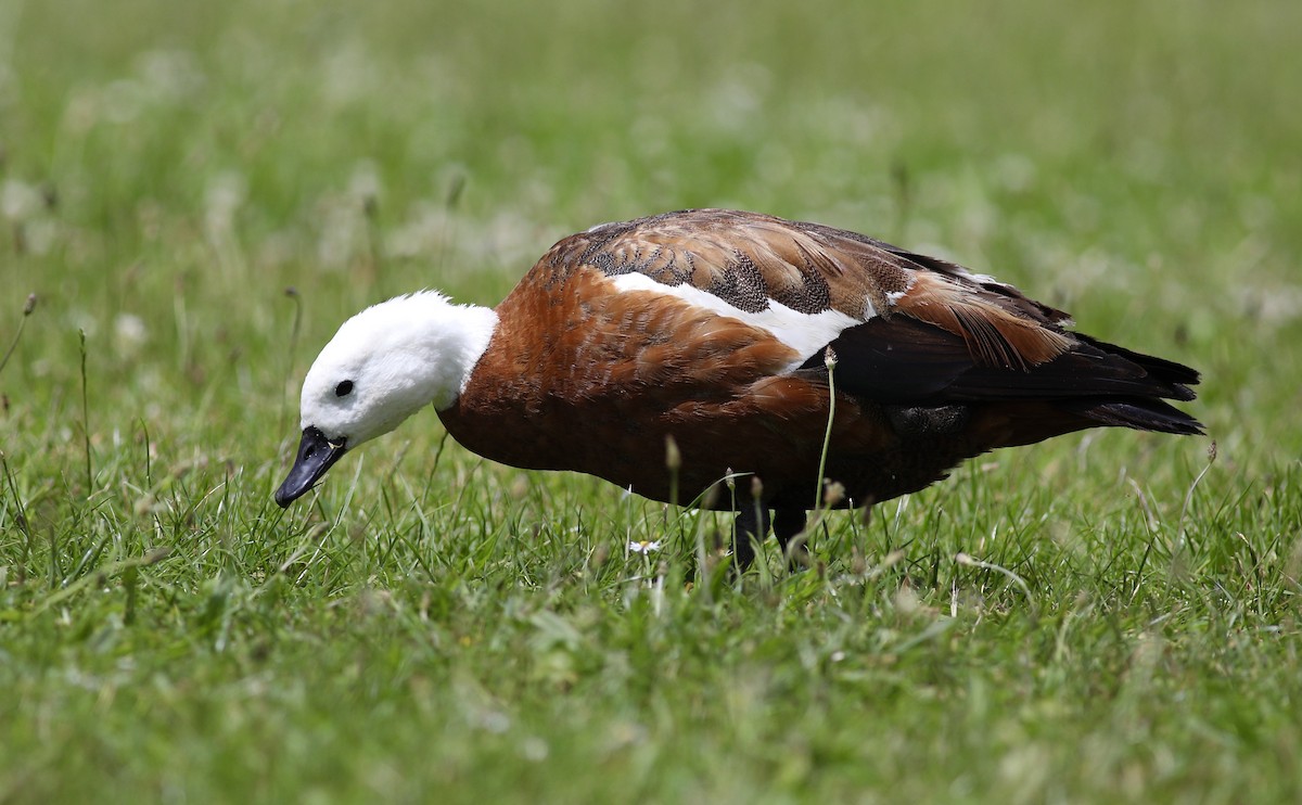 Paradise Shelduck - ML620630354