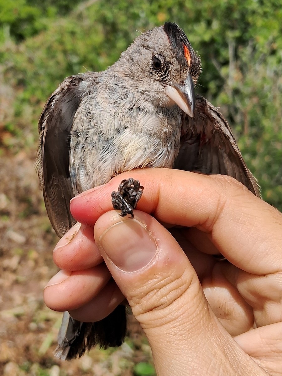 Pileated Finch - ML620630357