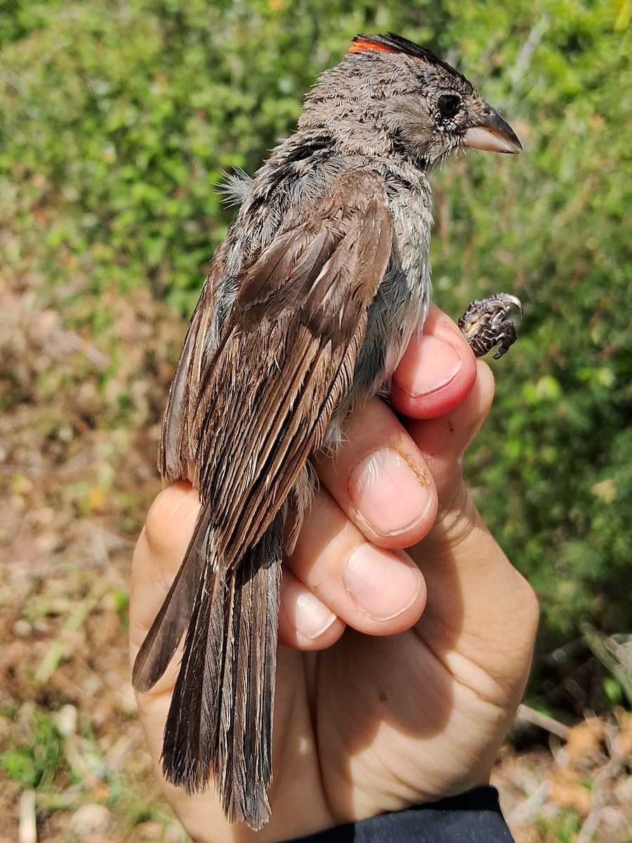 Pileated Finch - ML620630358