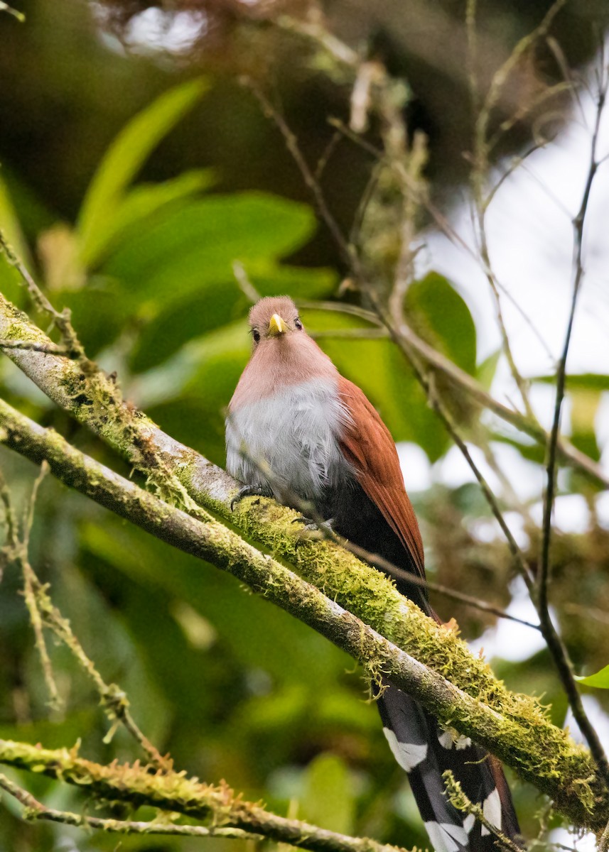 Squirrel Cuckoo - ML620630364