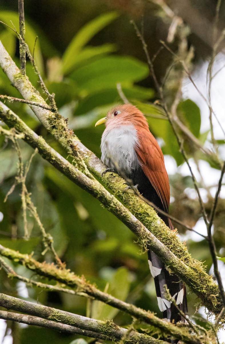 Squirrel Cuckoo - ML620630367