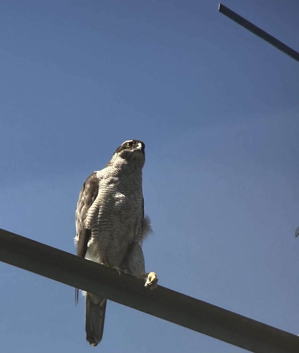 Eurasian Goshawk - ML620630368