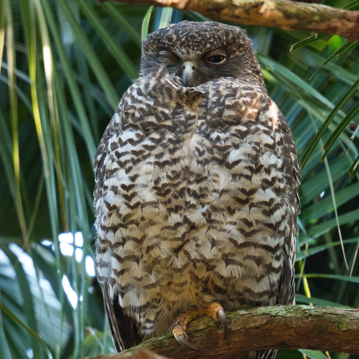 Powerful Owl - ML620630370