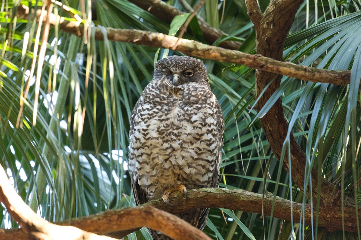 Powerful Owl - ML620630372