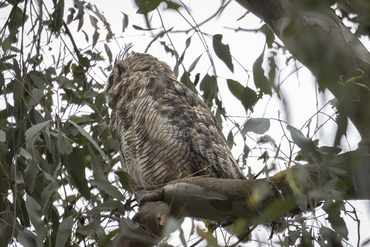 Great Horned Owl - ML620630374