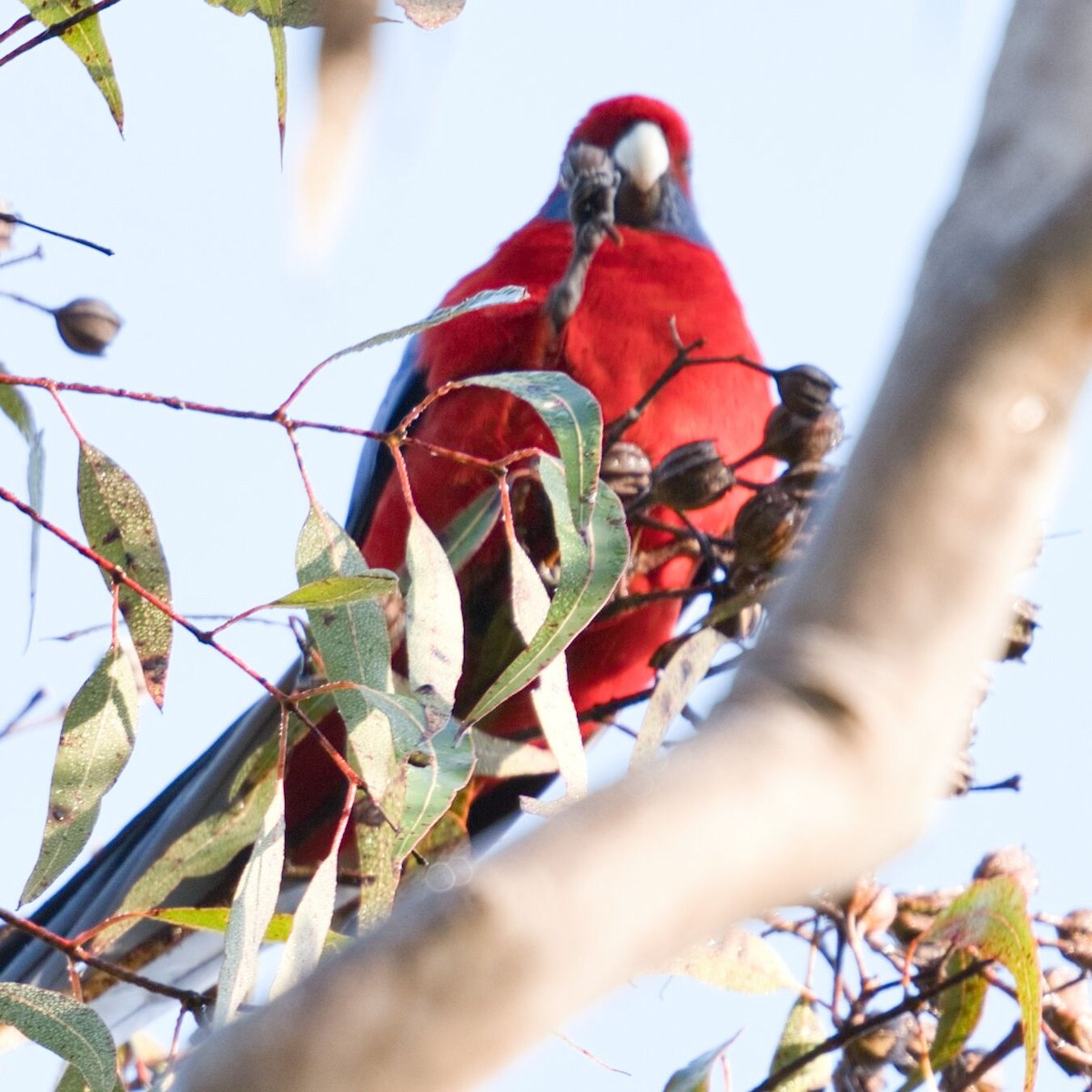 Crimson Rosella - ML620630377