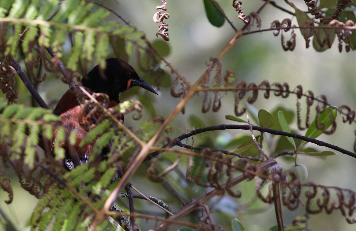 North Island Saddleback - Oliver Burton