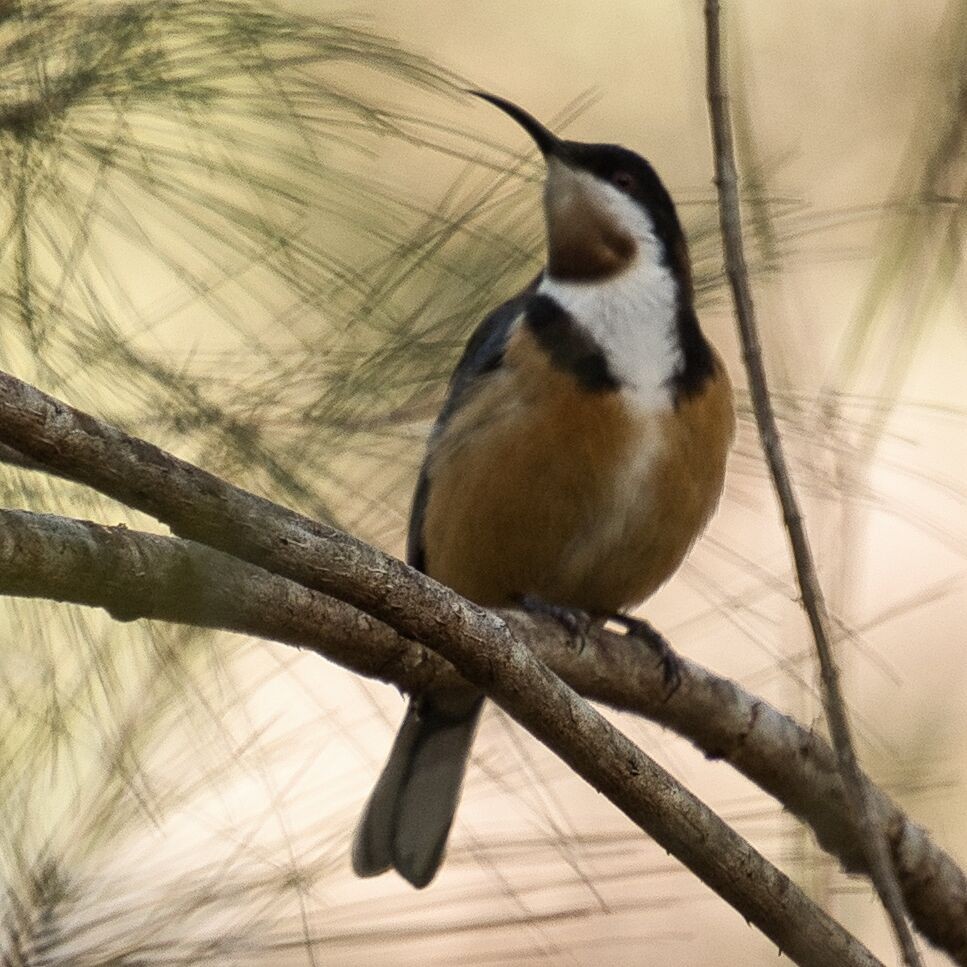 Eastern Spinebill - ML620630381