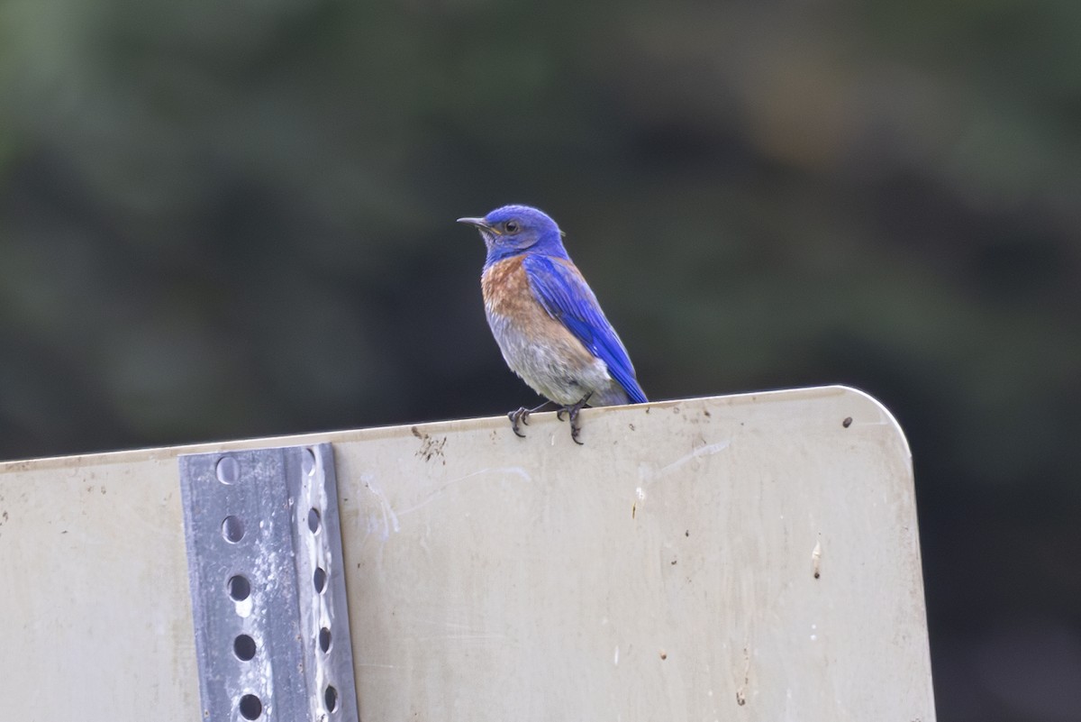 Western Bluebird - Gary Clayton