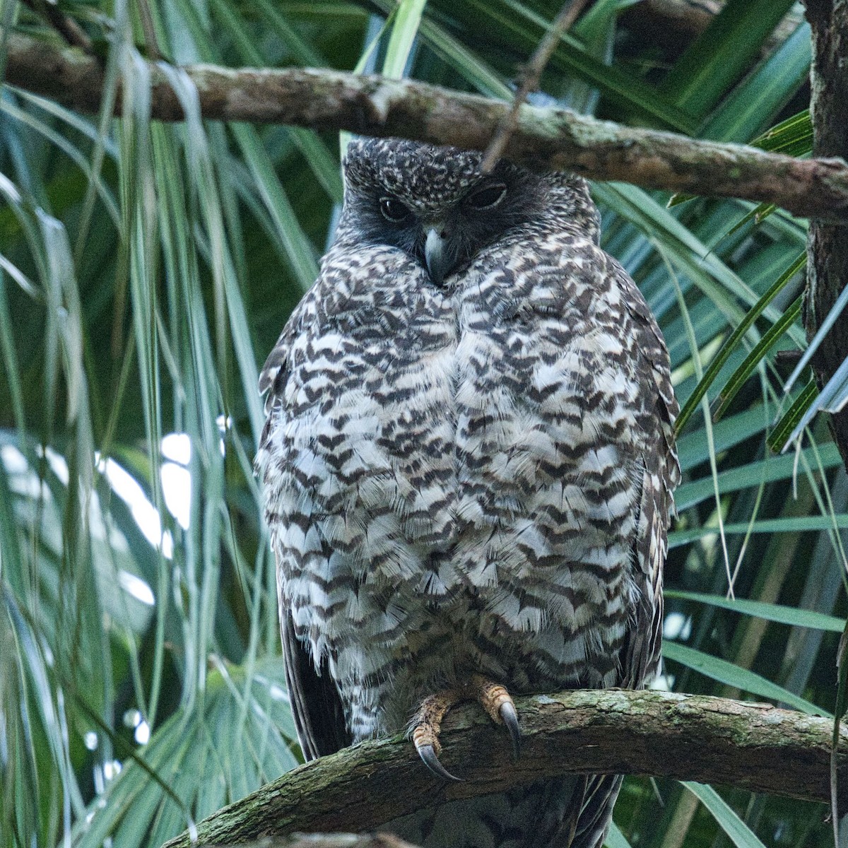 Powerful Owl - ML620630384