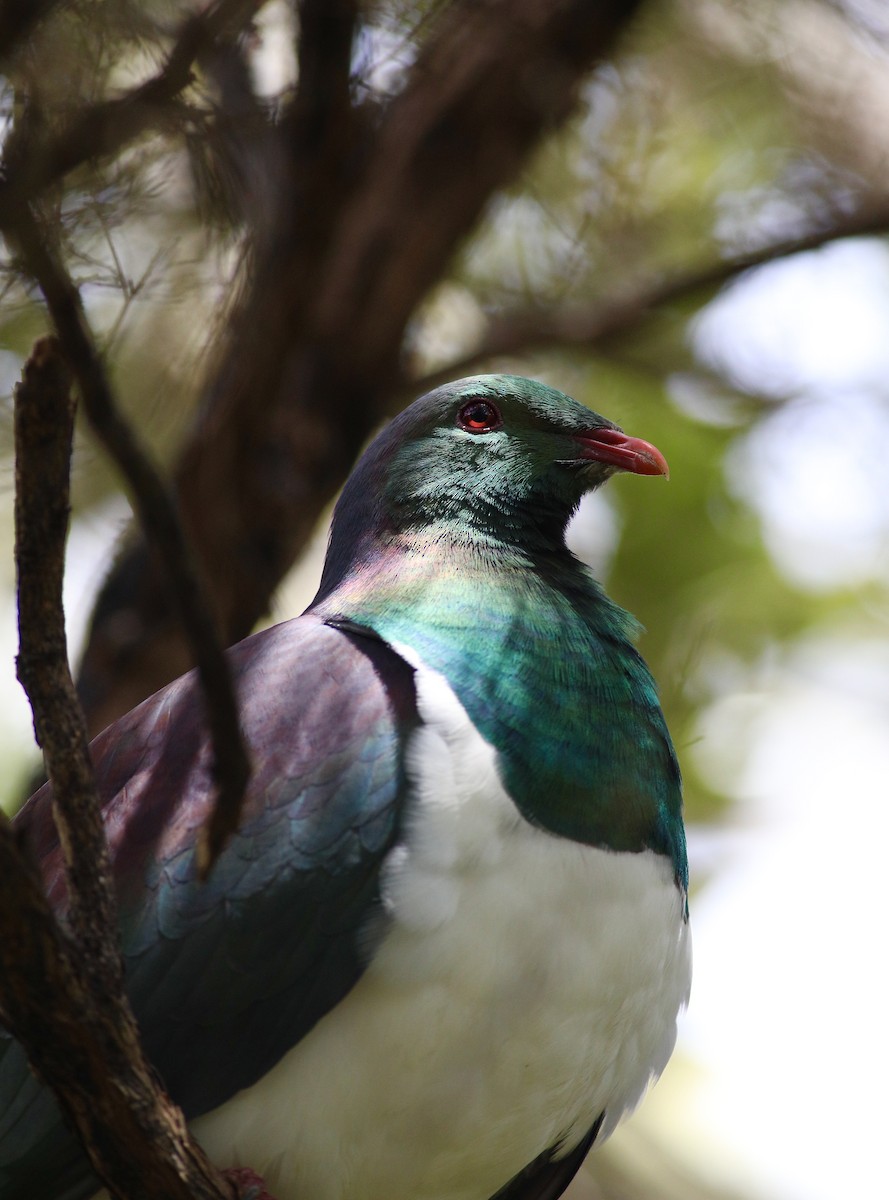 New Zealand Pigeon - ML620630386