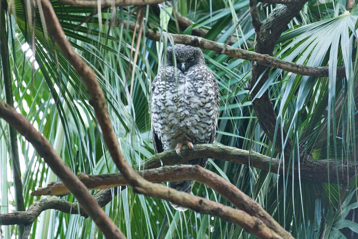 Powerful Owl - ML620630387