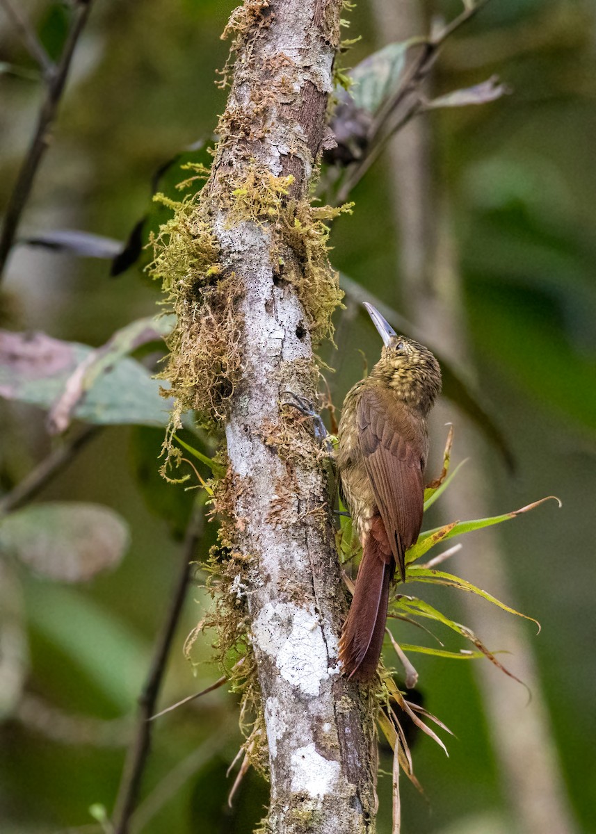 Strong-billed Woodcreeper (Andean/Northern) - ML620630388