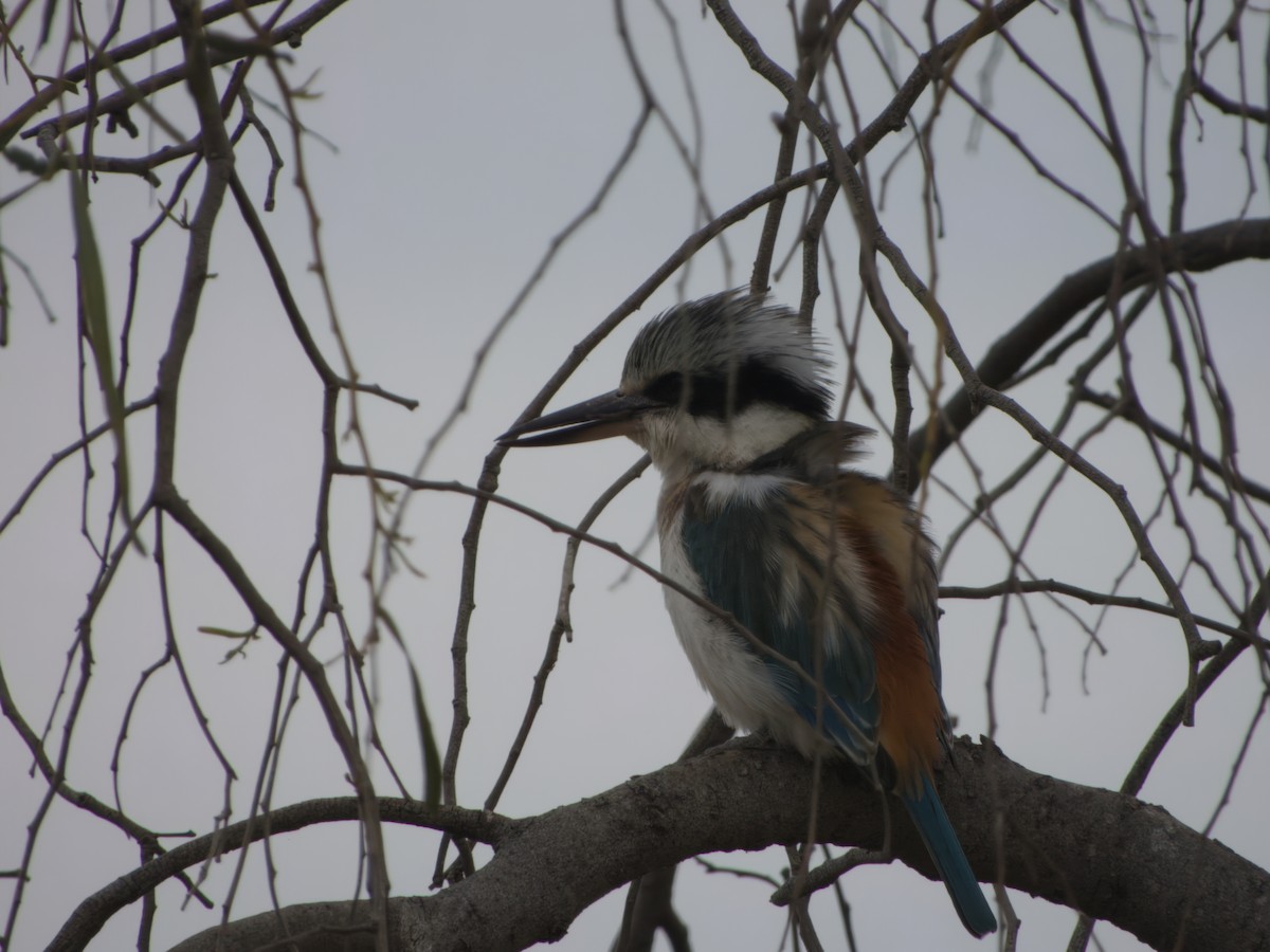 Red-backed Kingfisher - ML620630389