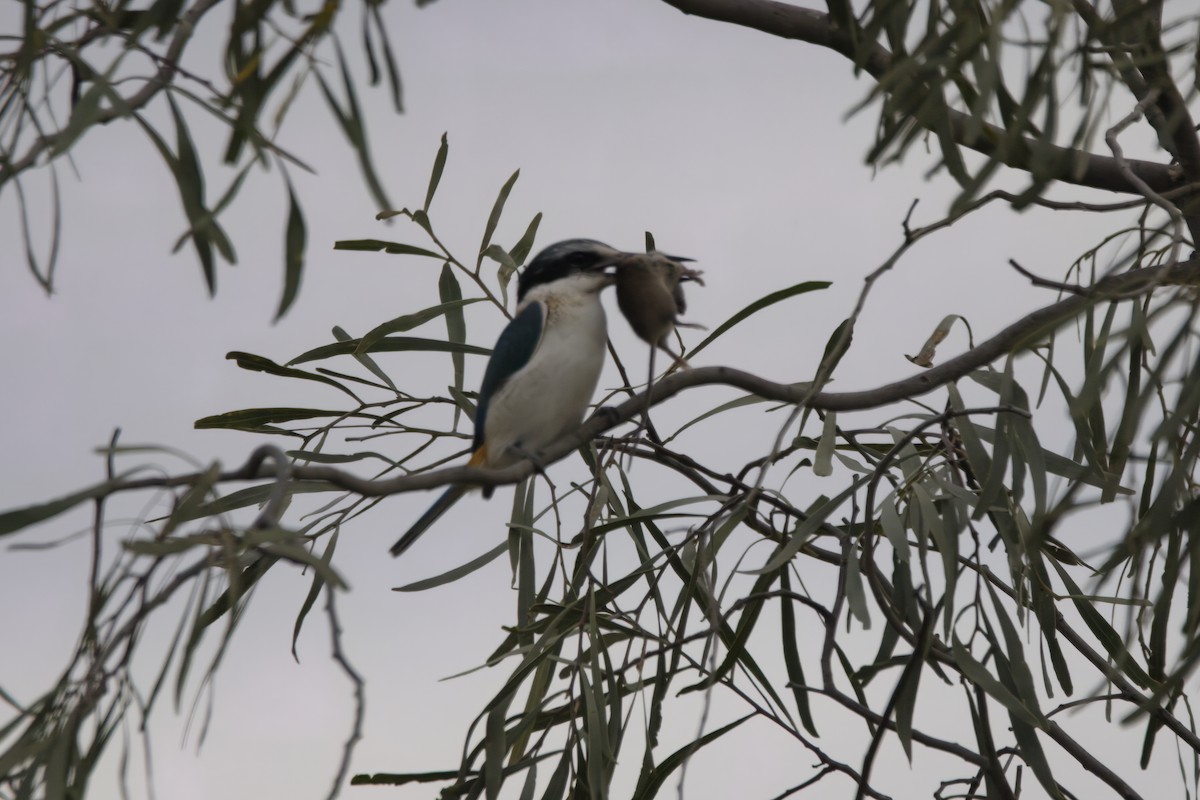 Red-backed Kingfisher - ML620630390