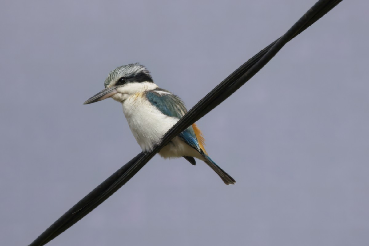 Red-backed Kingfisher - ML620630391