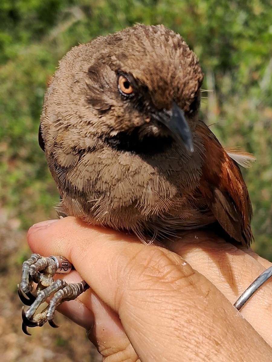 Red-shouldered Spinetail - ML620630392