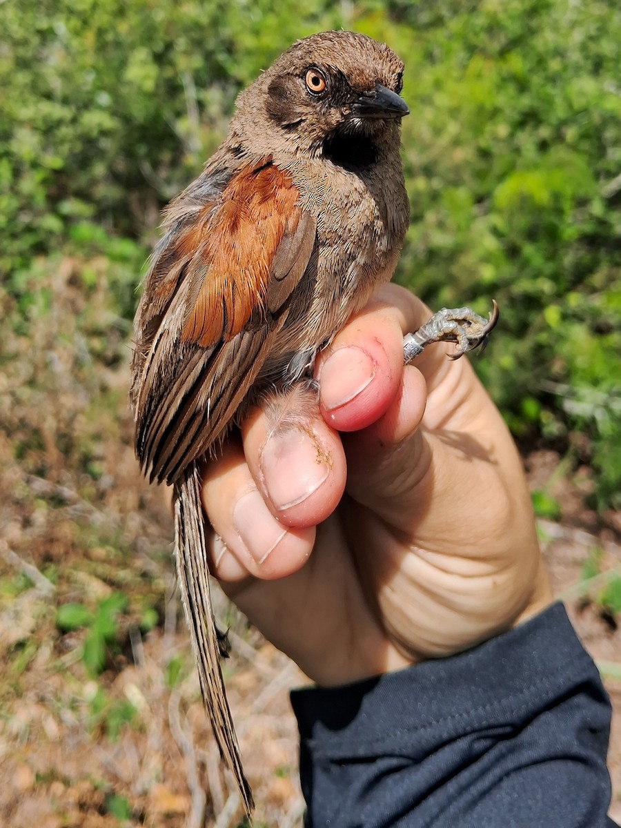 Red-shouldered Spinetail - ML620630393